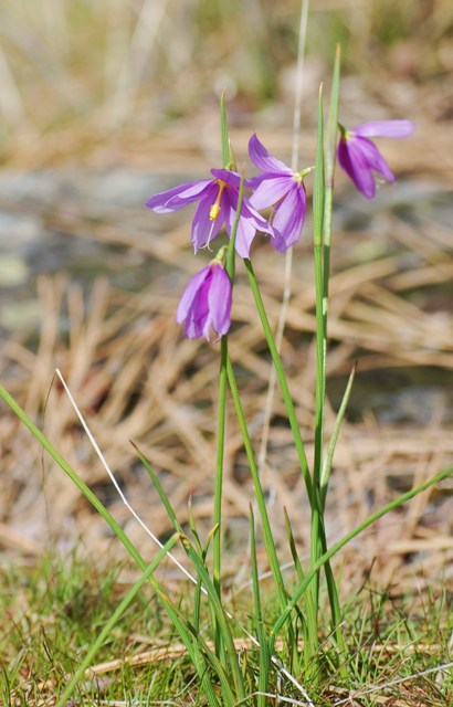 Olsynium douglasii
